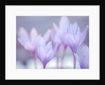 Crocus flowers by Assaf Frank